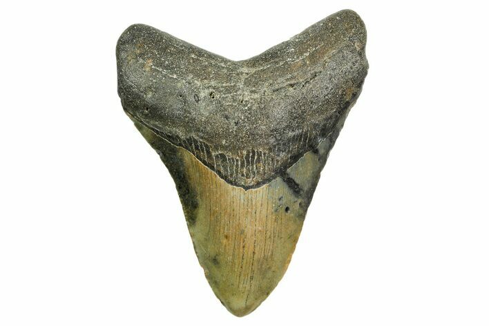 Fossil Megalodon Tooth - North Carolina #361722
